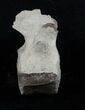 Small Fossil Whale Vertebrae From Maryland #3200-1